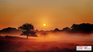 Foggy Dunes Gasterse Duinen