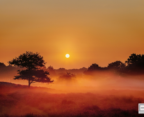 Foggy Dunes Gasterse Duinen