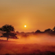 Foggy Dunes Gasterse Duinen