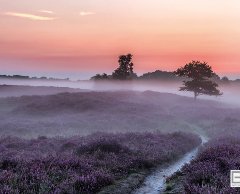 Gasterse Duinen pad en bomen