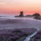 Gasterse Duinen pad en bomen