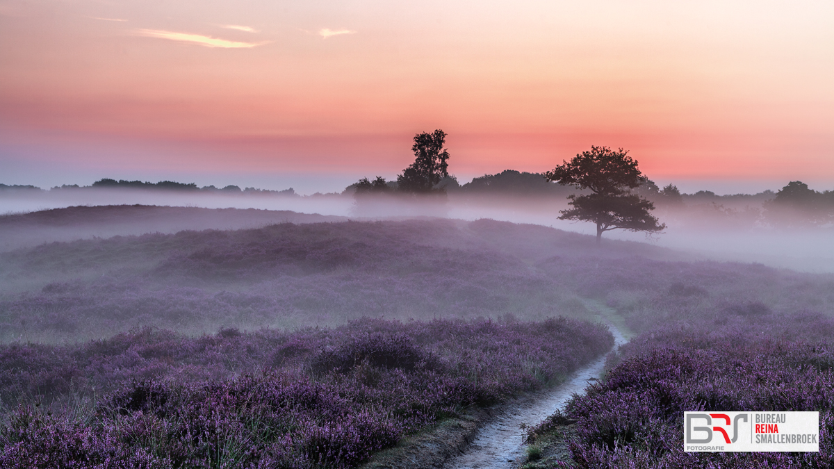 Gasterse Duinen pad en bomen