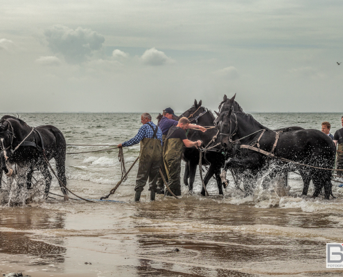 Paardenreddingsboot Ameland