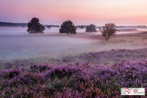 Paarse Heide met bomen Gasterse Duinen