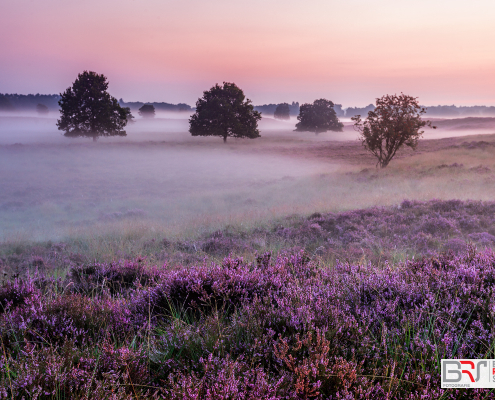 Paarse Heide met bomen Gasterse Duinen