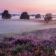 Paarse Heide met bomen Gasterse Duinen