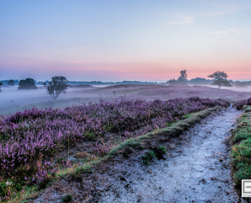 Pad Paarse Heide Gasterse Duinen