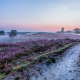 Pad Paarse Heide Gasterse Duinen