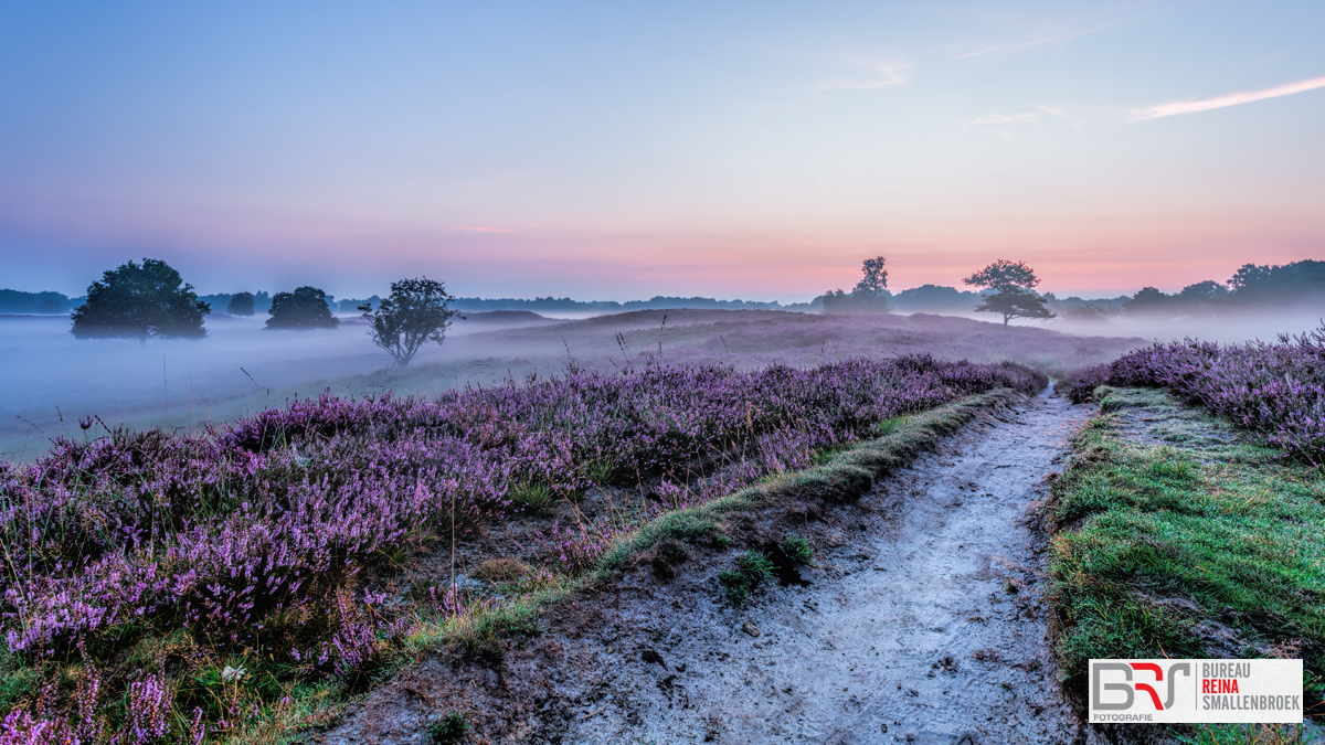 Pad Paarse Heide Gasterse Duinen