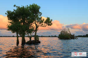 Bomen in het Leekstermeer