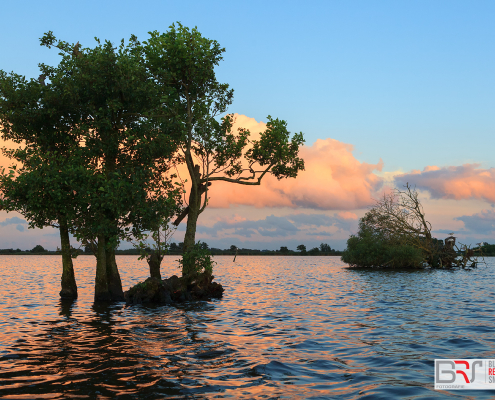 Bomen in het Leekstermeer