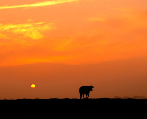 Koe-op-de-dijk-in-silhouette-met-oranje-achtergrond