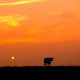 Koe-op-de-dijk-in-silhouette-met-oranje-achtergrond