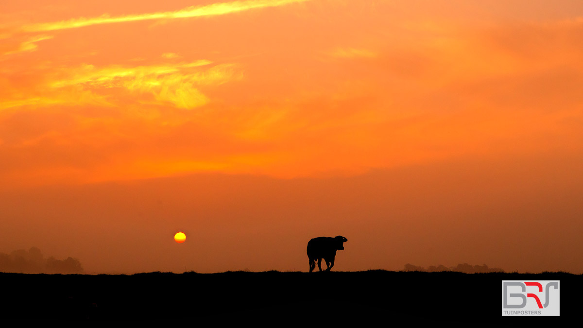 Koe-op-de-dijk-in-silhouette-met-oranje-achtergrond