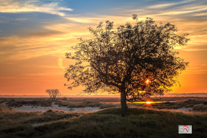 boom-tijdens-zonsondergang