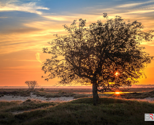 boom-tijdens-zonsondergang