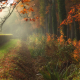 bruggetje-Coendersborg-Nuis-tijdens-mistige-ochtend-in-de-herfst