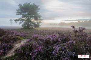 Pirple Heather at Balloërveld