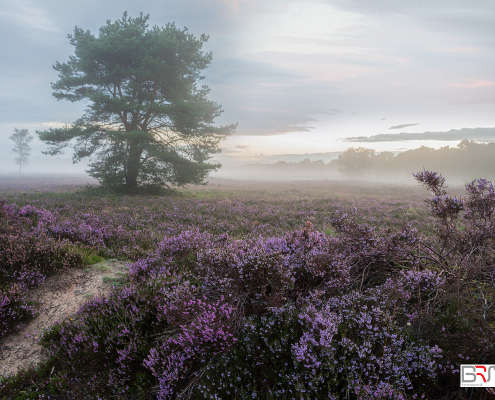 Pirple Heather at Balloërveld