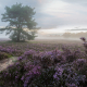 Pirple Heather at Balloërveld