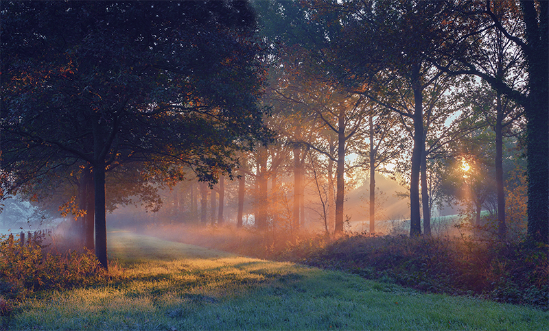 Zonnestralen door de bomen Nienoord