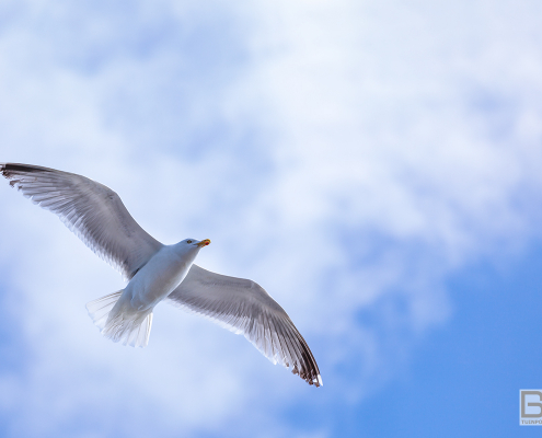 Flying High Gull - Meeuw