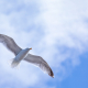 Flying High Gull - Meeuw