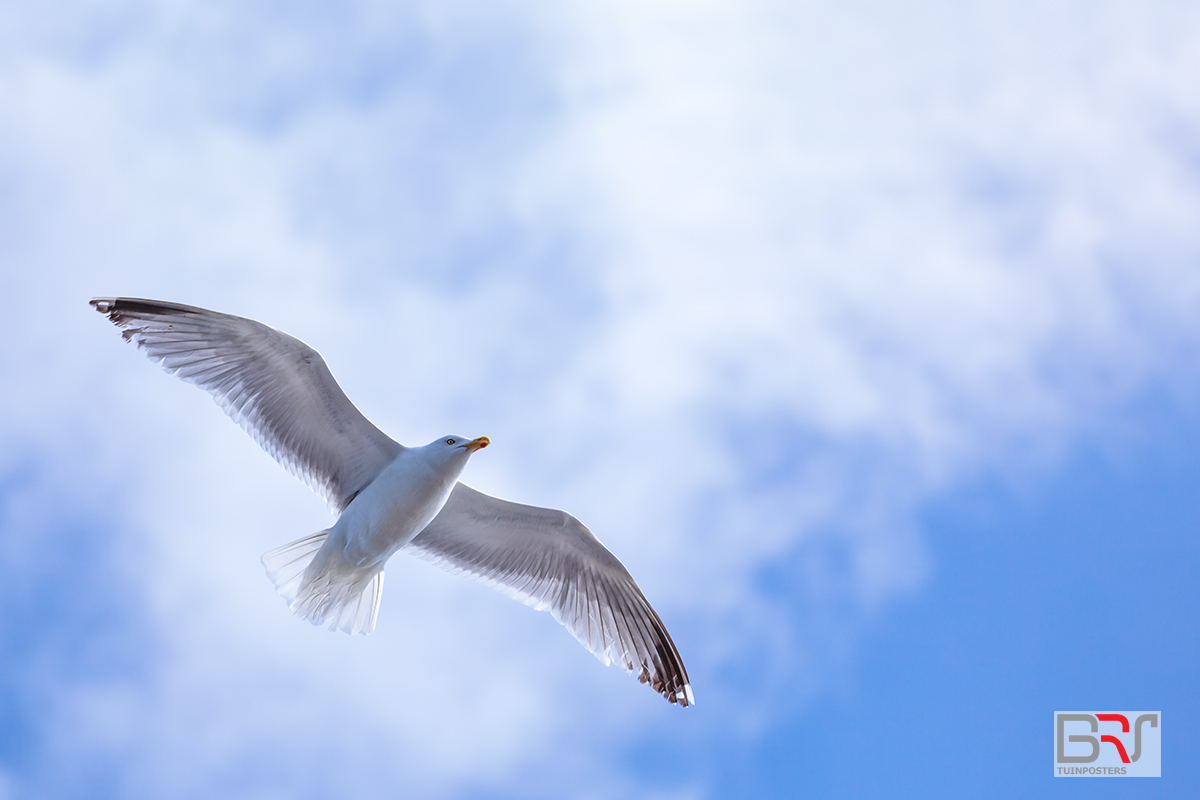 Flying High Gull - Meeuw