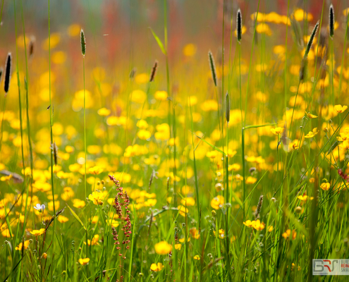 Veld met boterbloemen en zuring