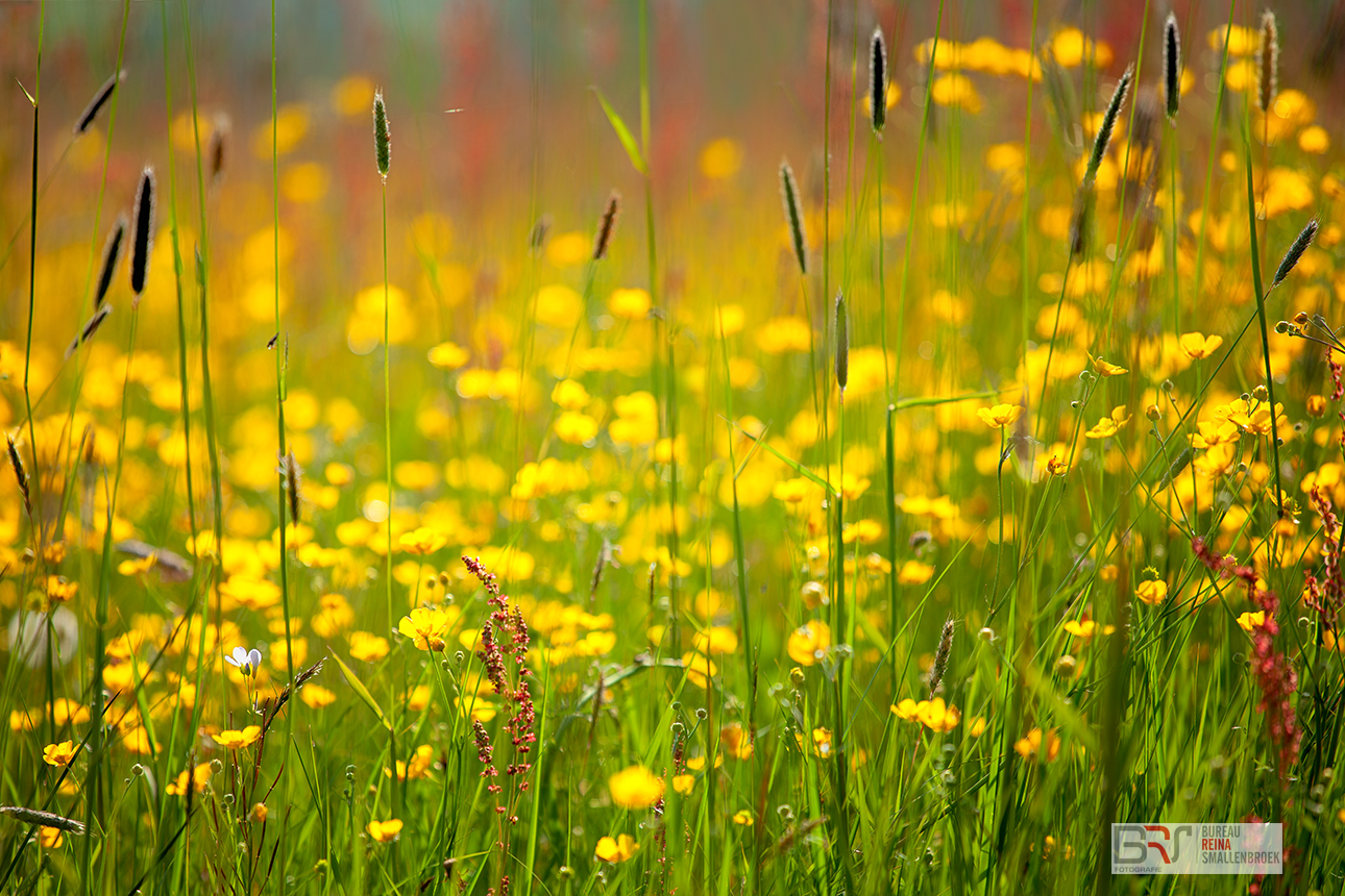 Veld met boterbloemen en zuring