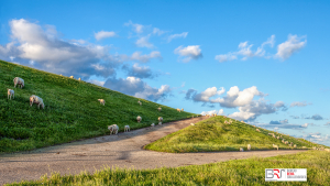 Schaapjes op de dijk