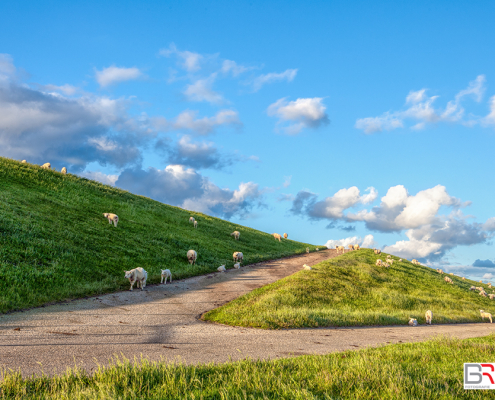 Schaapjes op de dijk