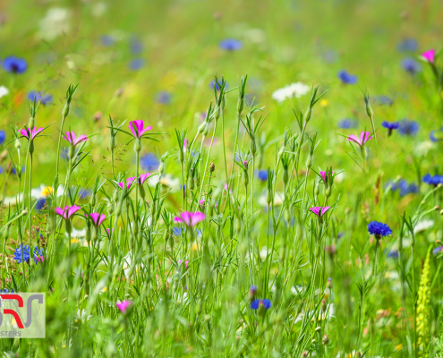 Veld met korenbloemen, robertskruid en margrieten