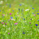 Veld met korenbloemen, robertskruid en margrieten