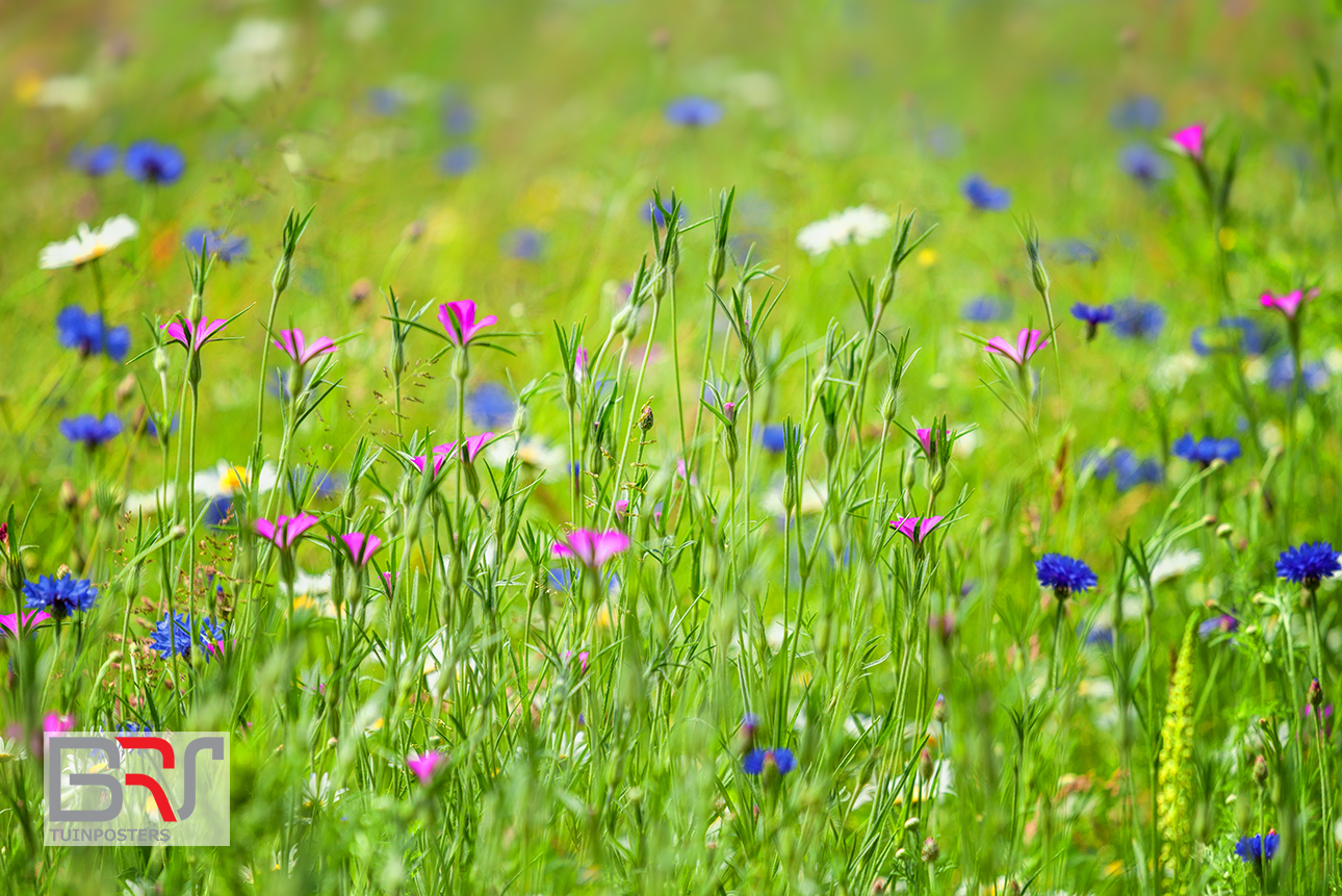 Veld met korenbloemen, robertskruid en margrieten