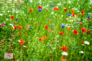 Veld met klaprozen, korenbloemen en margrieten