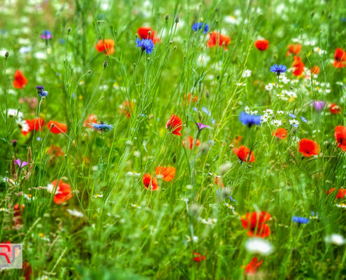 Veld met klaprozen, korenbloemen en margrieten