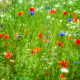 Veld met klaprozen, korenbloemen en margrieten