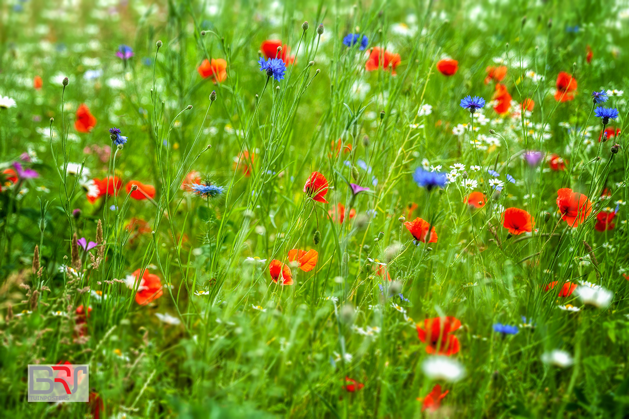 Veld met klaprozen, korenbloemen en margrieten