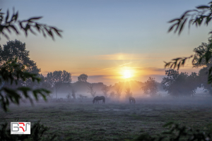 Paarden in de zonnestralen met mist