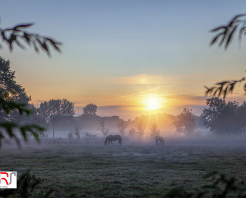 Paarden in de zonnestralen met mist