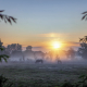 Paarden in de zonnestralen met mist