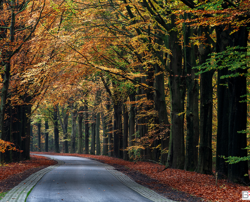 Gasselte Weg in de herfst