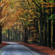 Gasselte Weg in de herfst