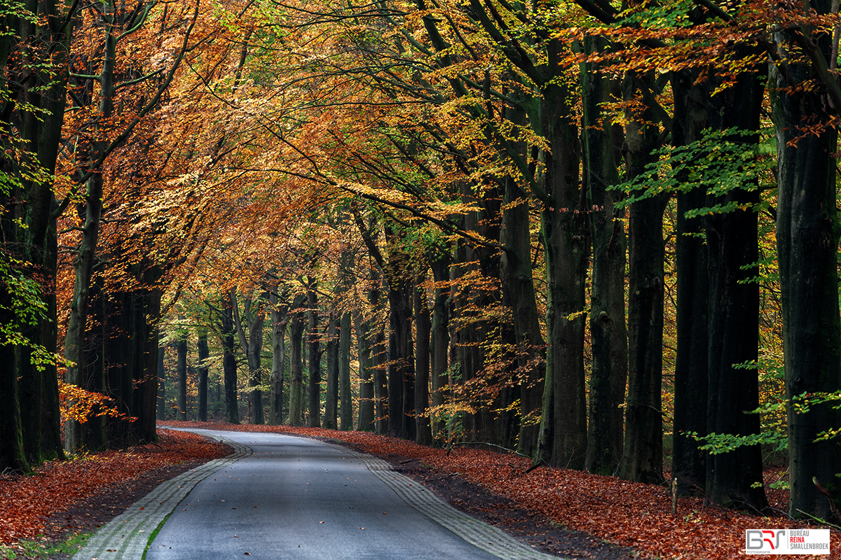 Gasselte Weg in de herfst