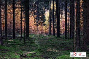 Herfst in het Dennebos Gasselte