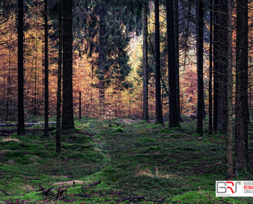 Herfst in het Dennebos Gasselte