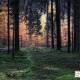 Herfst in het Dennebos Gasselte