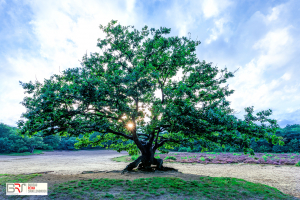 Boom Bakkeveens Duinen met laaghangende zon