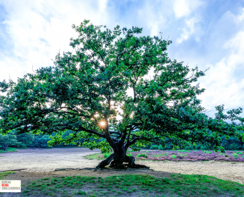 Boom Bakkeveens Duinen met laaghangende zon